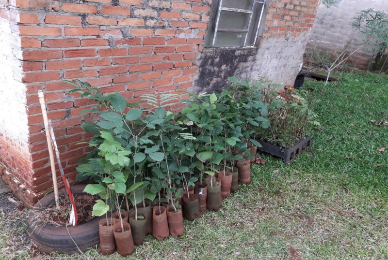 AÇÕES NA SEMANA DO MEIO AMBIENTE